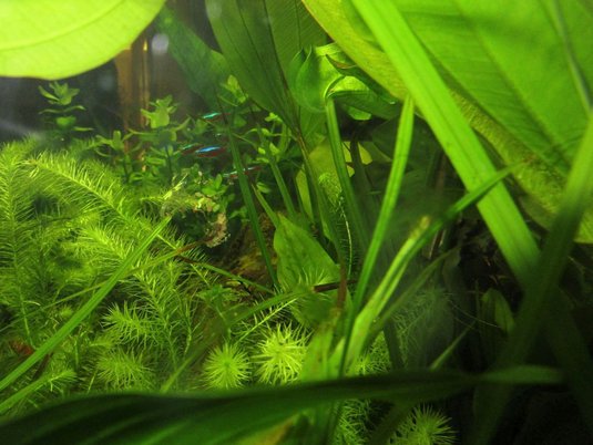 Aquarium Nahaufnahme mit Fischen und Wasserpflanzen