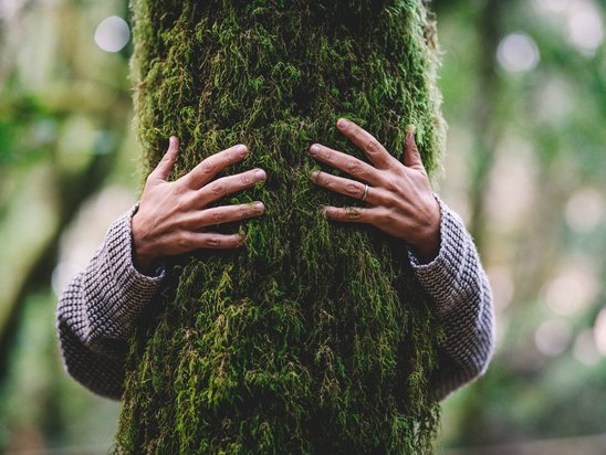 Baum wird umarmt