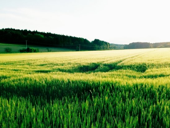 Felder in Bodenkirchen
