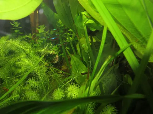 Aquarium Nahaufnahme mit Fischen und Wasserpflanzen Aquarium Nahaufnahme mit Fischen und Wasserpflanzen